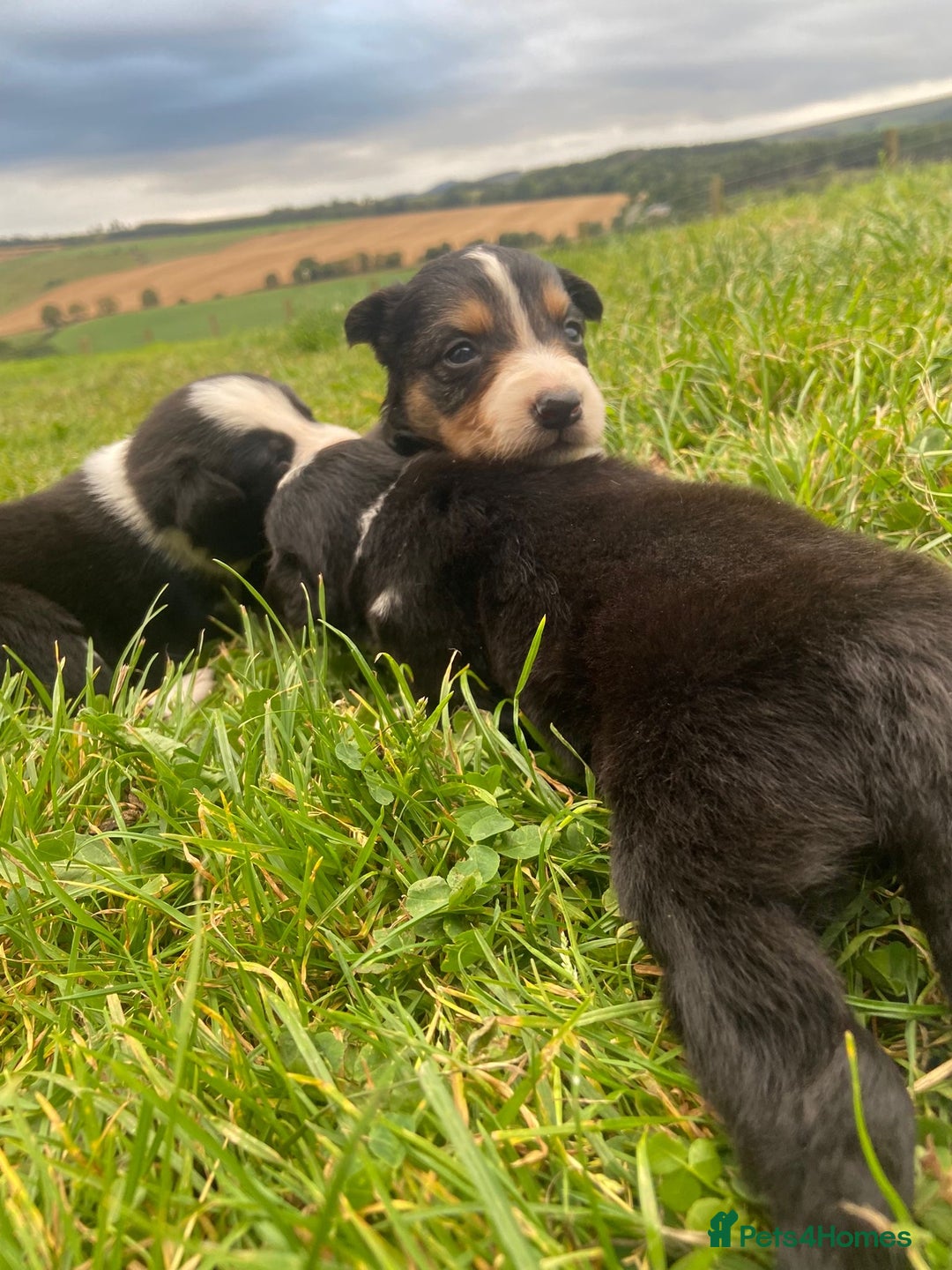 Border Collie dogs for sale: Beautiful litter family reared of collie pups - Image 4