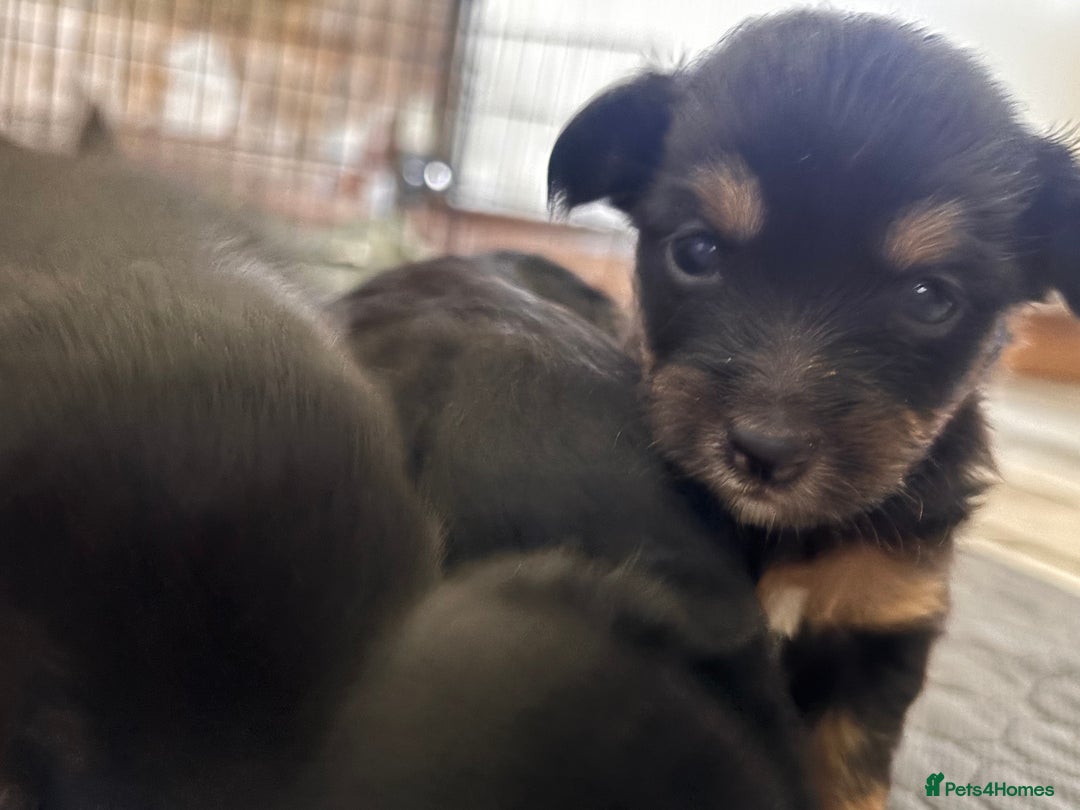 Mixed Breed dogs for sale: Jackawawa - Image 7