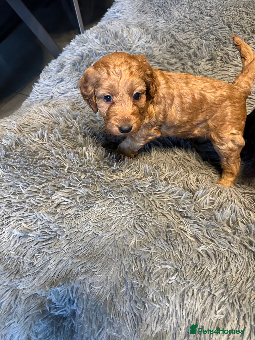 Cockapoo dogs for sale: F1 cockerpoo puppies  - Advert 19