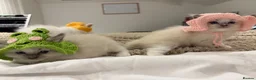 Ragdoll cats for sale: (ONLY 1 LEFT) Cuddly ragdoll kittens  - Advert 5
