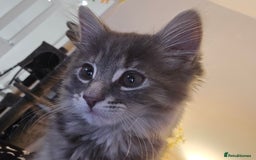 Mixed Breed cats for sale: Darcy looking for her forever home  - Image 2