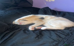 American Shorthair cats for sale: Cat for sale  - Image 2
