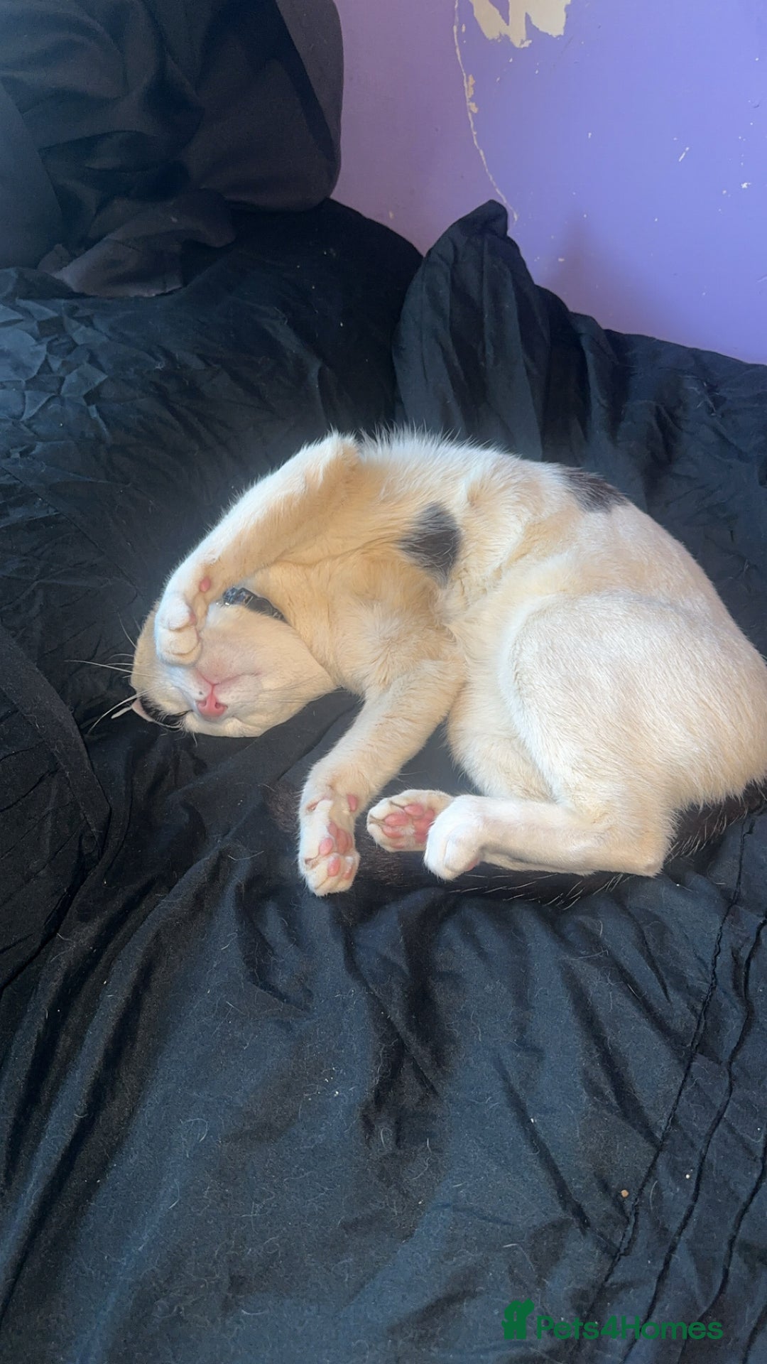 American Shorthair cats for sale: Cat for sale  - Image 2