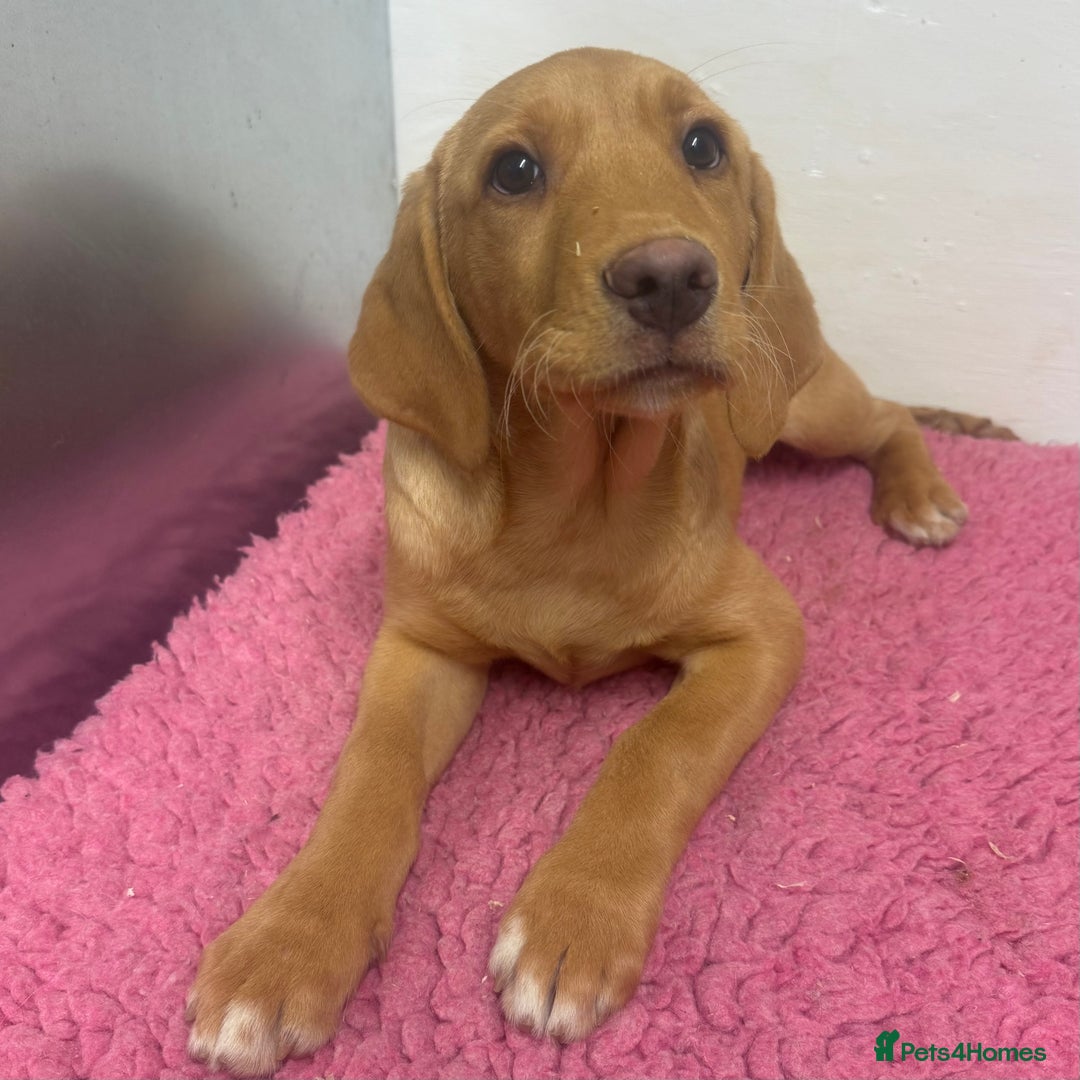 Labrador Retriever dogs for sale: 🧡 Pale Fox Red Yellow Labrador Puppies 💛 - Advert 26