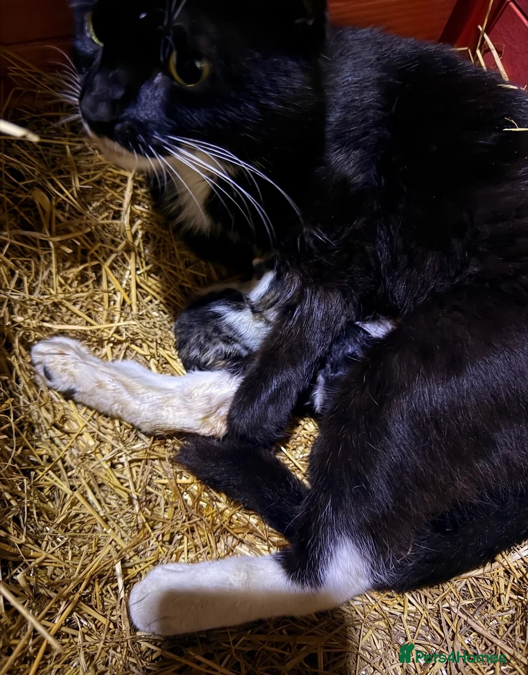 Mixed Breed cats for sale: READY TO COLLECT TODAY! Cutie family kittens  - Advert 2