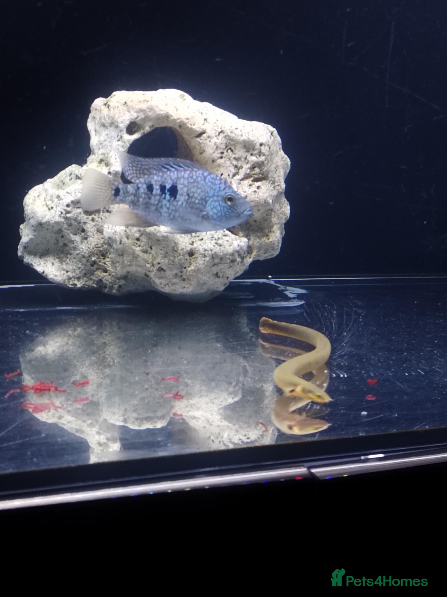 Cichlids fish Cichlid - Advert 8