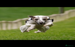 Whippet dogs for sale: Kc reg whippets  - Image 12