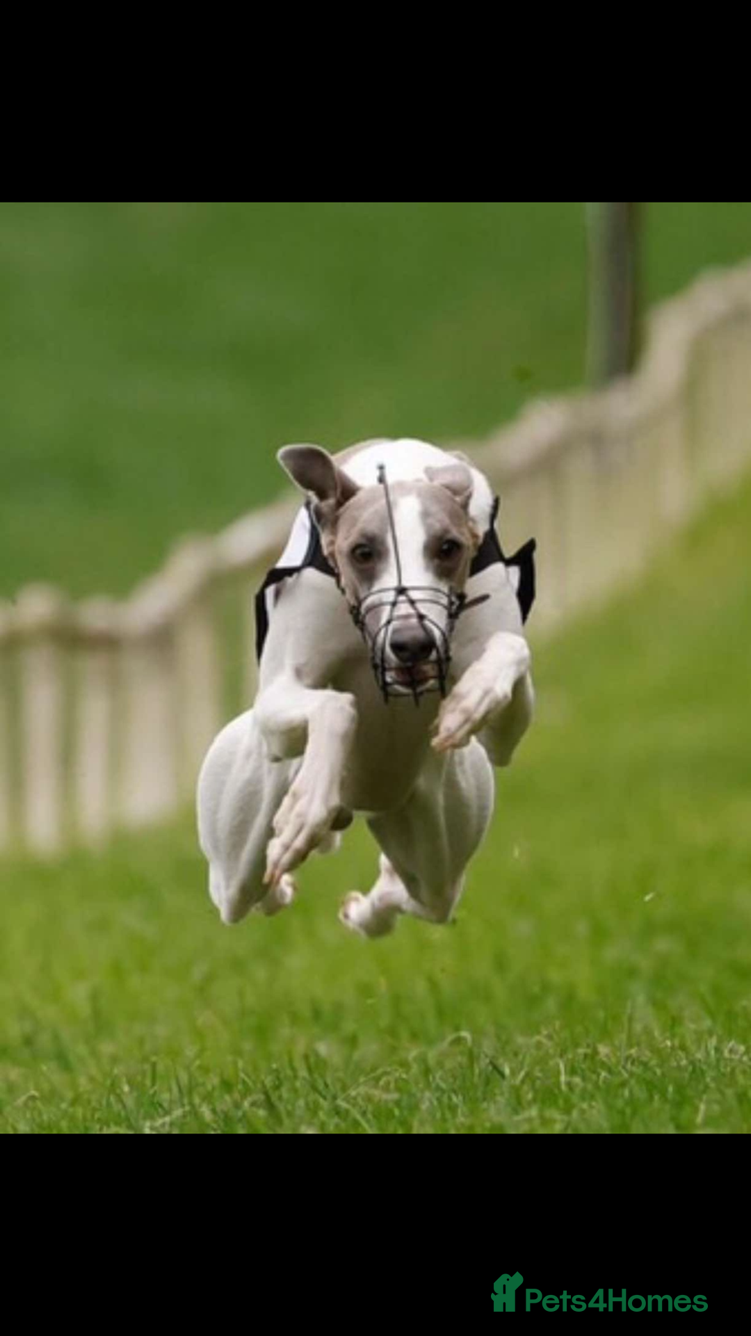 Whippet dogs for sale: Kc reg whippets  - Image 12