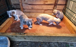 Whippet dogs for sale: Kc whippets - Image 2