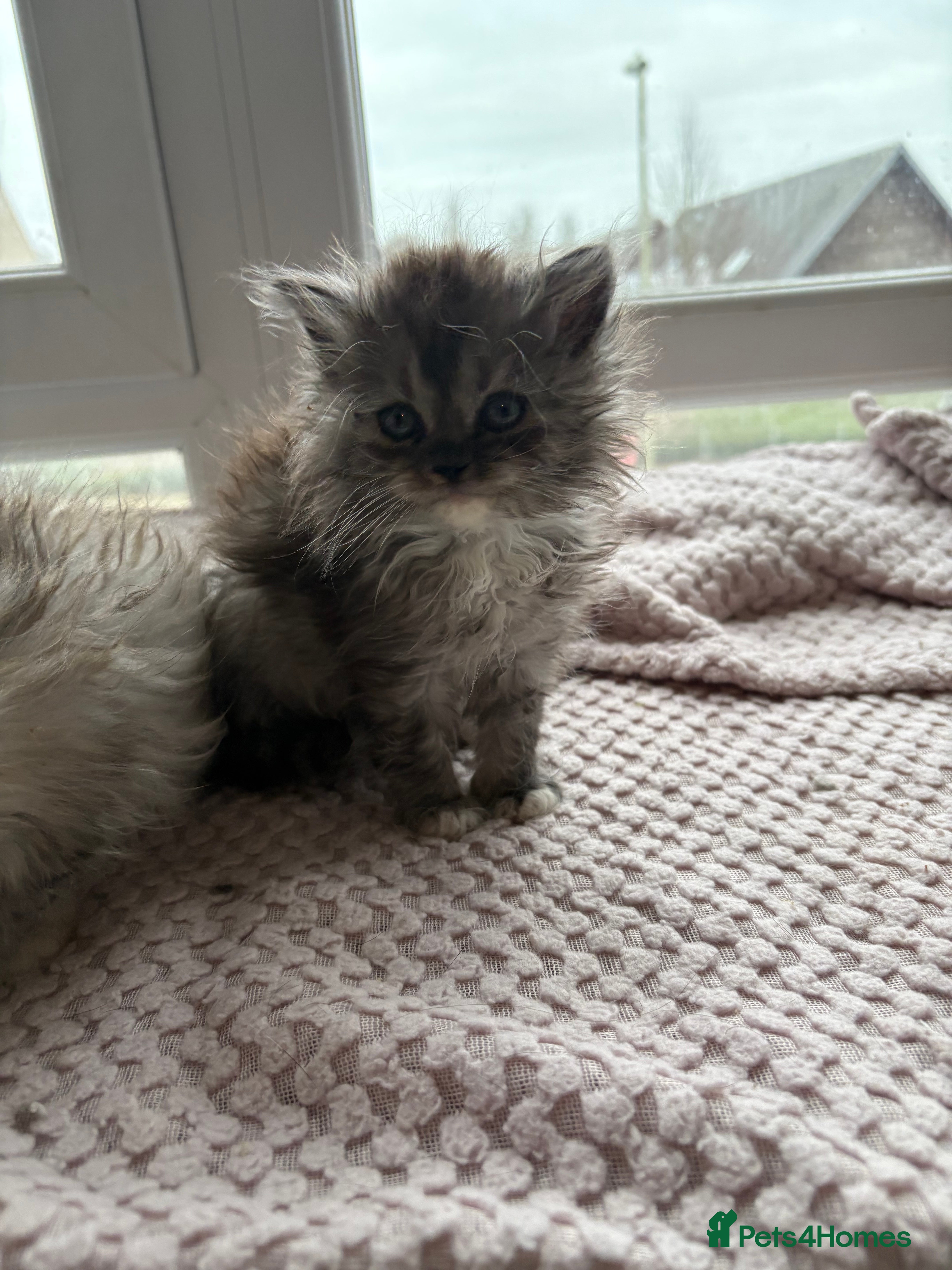 Munchkin cats Munchkin kittens  - Advert 1