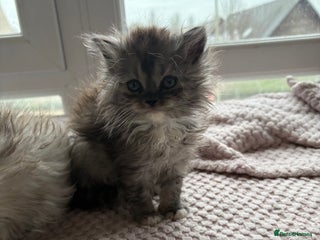 Munchkin cats Munchkin kittens - Advert 1