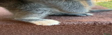 British Shorthair 3