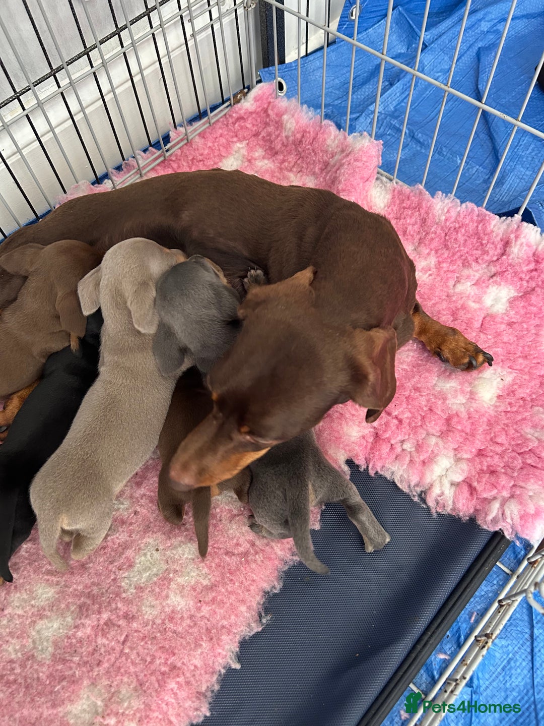 Dachshund dogs for sale: 5 beautiful miniature Dachshund puppies - Image 12