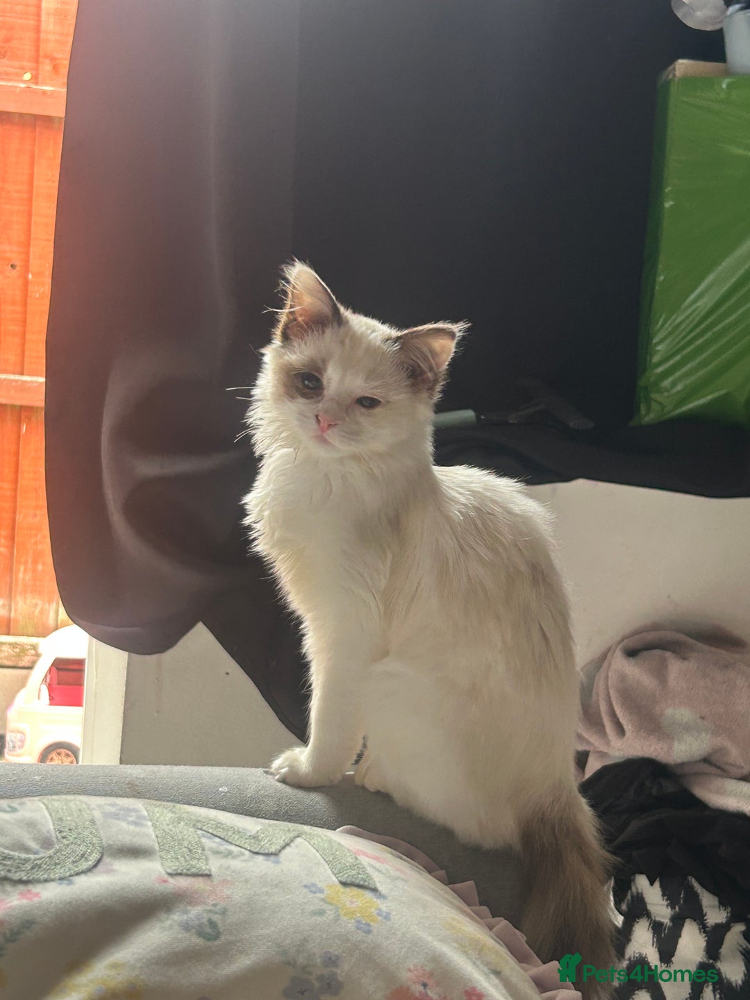 Ragdoll cats for sale: X3 Ragdolls (flame point, bicolour and seal point) - Image 8