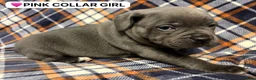 Staffordshire Bull Terrier dogs for sale: 4 Beautiful KC Registered Puppies 2 Boys & 2 Girls in Birmingham - Advert 10