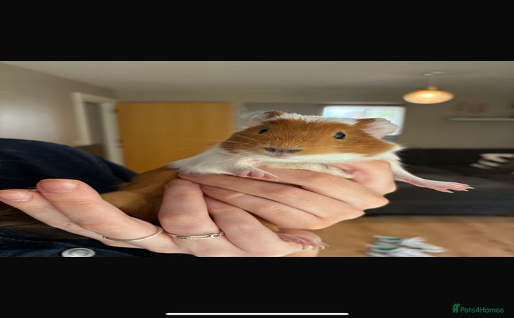 Guinea Pig rodents - Advert 11