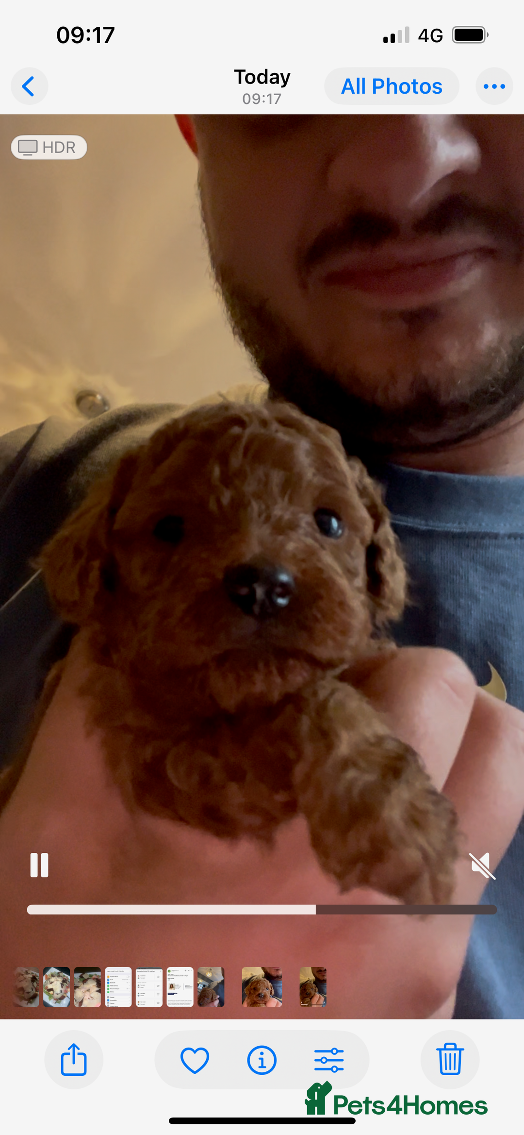 Toy Poodle dogs for sale: Red toy poodle puppies  - Advert 2