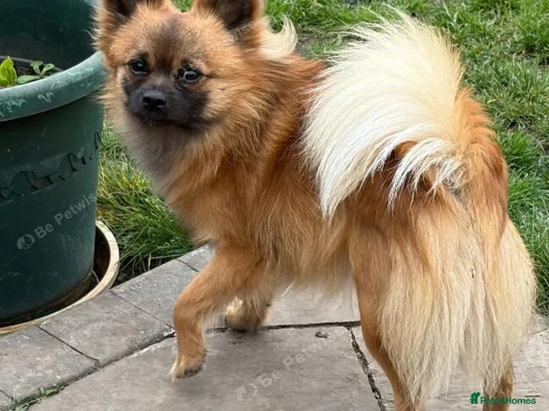 Pomchi dogs for sale: 18mth Red Fox Pomchi needs loving home - Advert 1