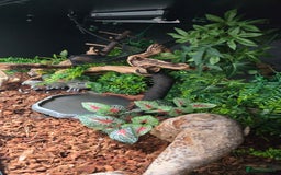 Python Snake reptiles for sale: Ball Python + full set up - Image 11