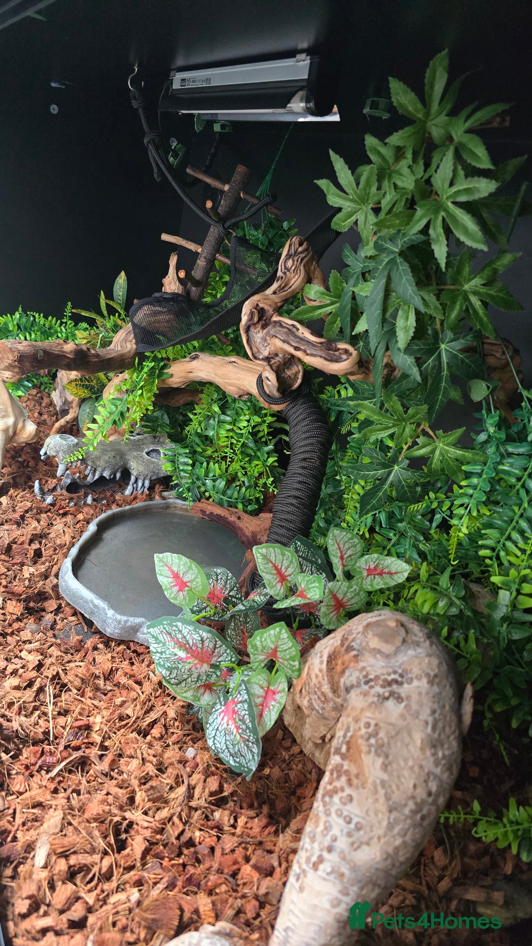 Python Snake reptiles for sale: Ball Python + full set up - Image 11