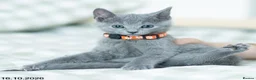 Russian Blue cats for sale: Adorable Russian Blue Kittens. - Advert 18
