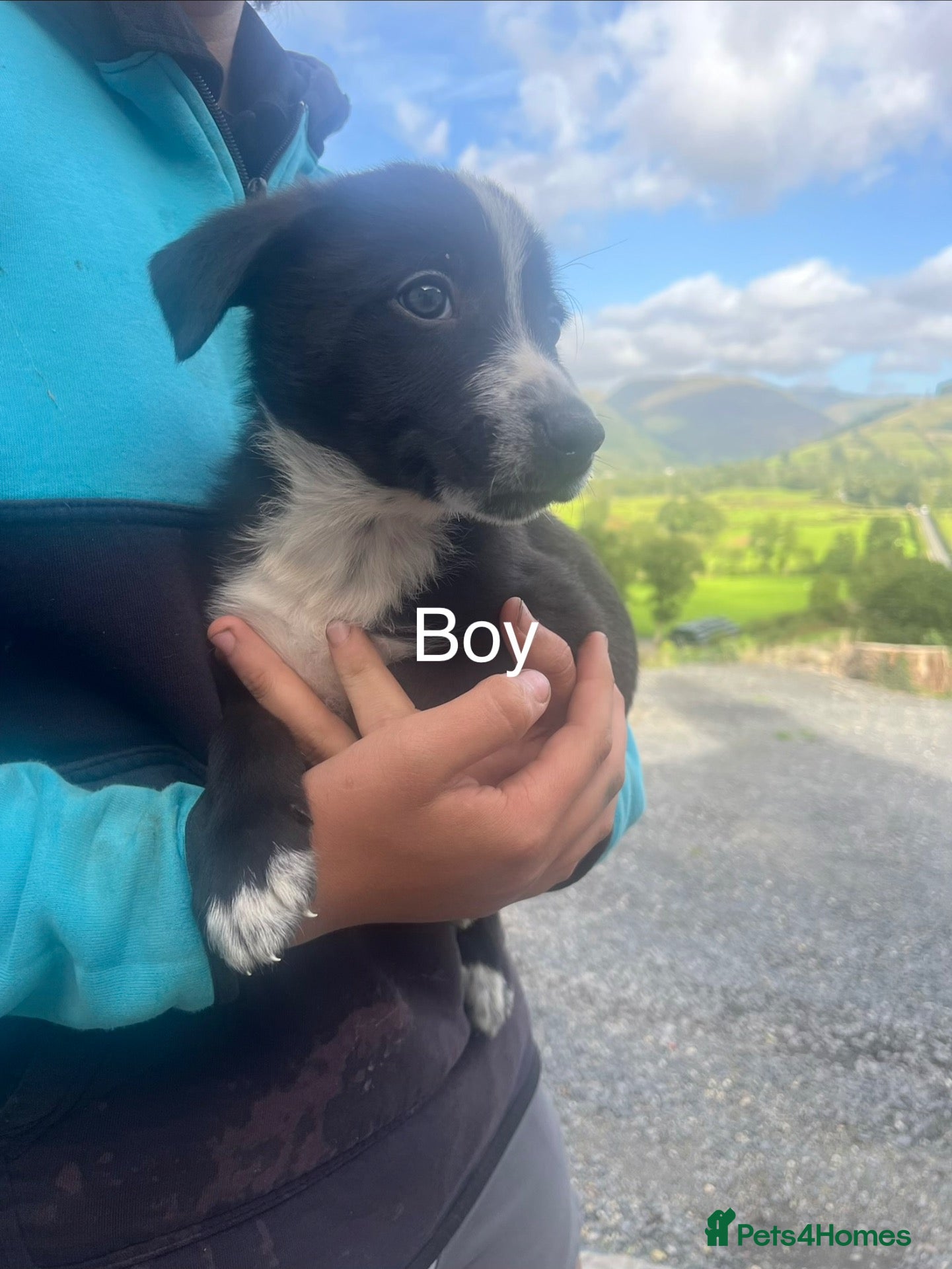 Mixed Breed dogs for sale: Welsh Collie Pups  - Advert 18