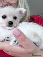 Chipoo dogs Tiny Chihuahua / Asian toy poodle - Advert 15