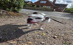 American Bulldog dogs for sale: Rescue Ozzy  - Image 7