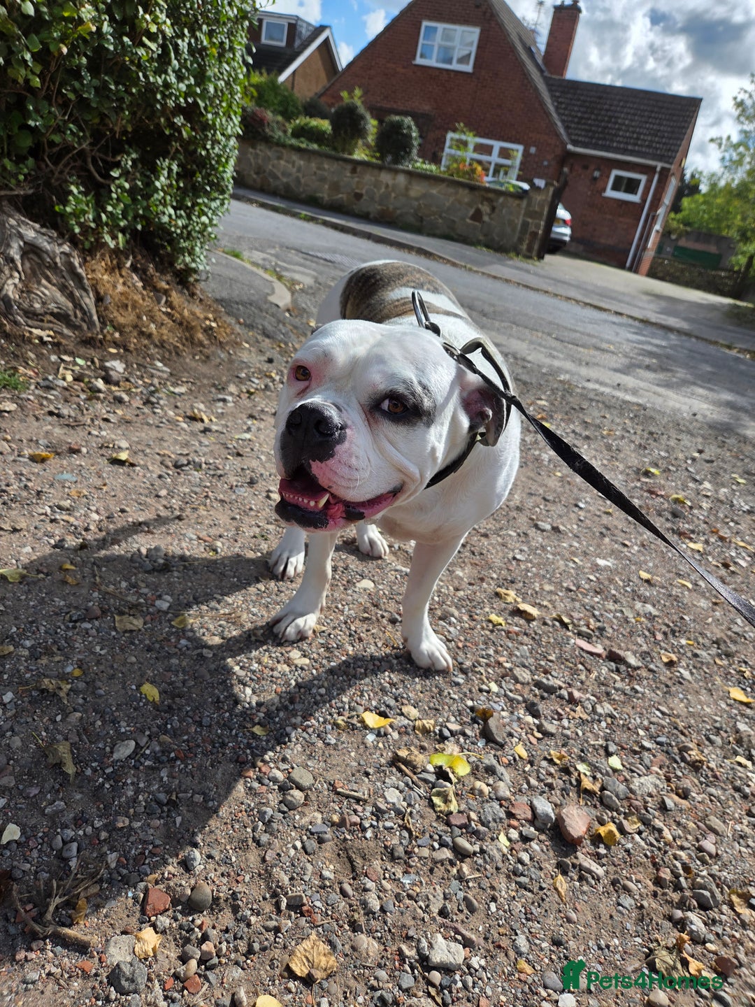 American Bulldog dogs for sale: Rescue Ozzy  - Image 7