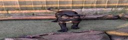 Cane Corso dogs for sale: Female cane corso puppies  - Advert 8