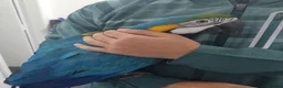 Macaws birds for sale: Handreared silly tame macaws. - Advert 3