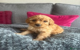 Cockapoo dogs for sale: Stunning F1B Cockapoo puppies - Image 5