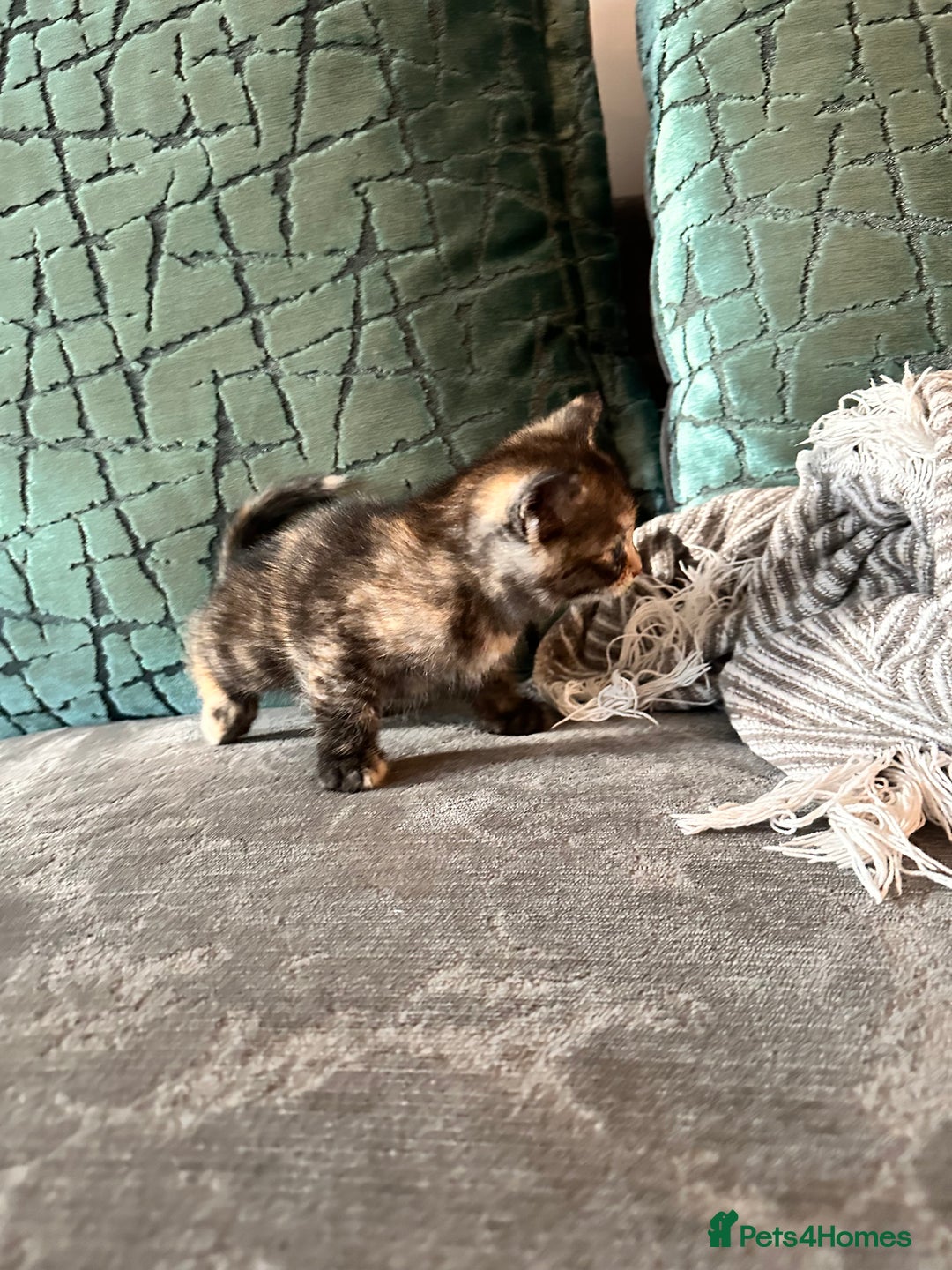 Siberian cats for sale: Kittens for sale  - Image 9