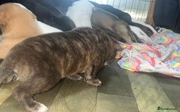 American Bull Staffy dogs for sale: Beautiful American bulldog x staff puppies   - Image 19