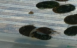 Snails fish for sale: Freshwater  nerite snails  - Image 5