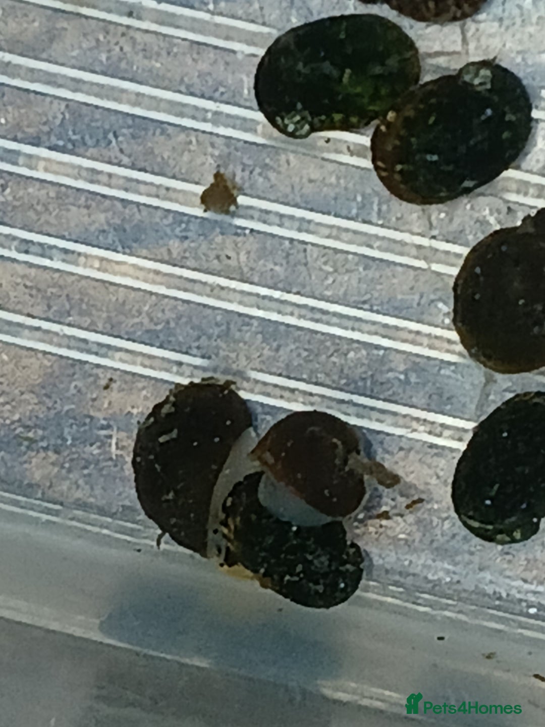 Snails fish for sale: Freshwater  nerite snails  - Image 5
