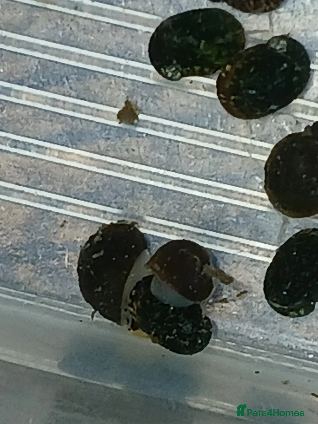 Snails fish for sale: Freshwater  nerite snails  - Advert 5