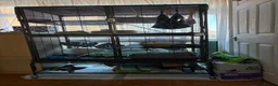 Ferret rodents for sale: 2 male ferrets with cage - Advert 2