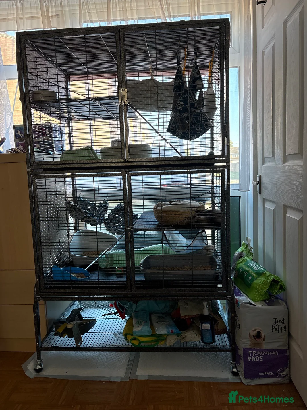 Ferret rodents for sale: 2 male ferrets with cage - Advert 2