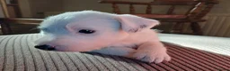 Lurcher dogs for sale: Soppy Bedlington Whippet lurcher puppies  - Advert 8