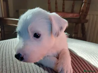Lurcher dogs Soppy Bedlington Whippet lurcher puppies - Advert 6