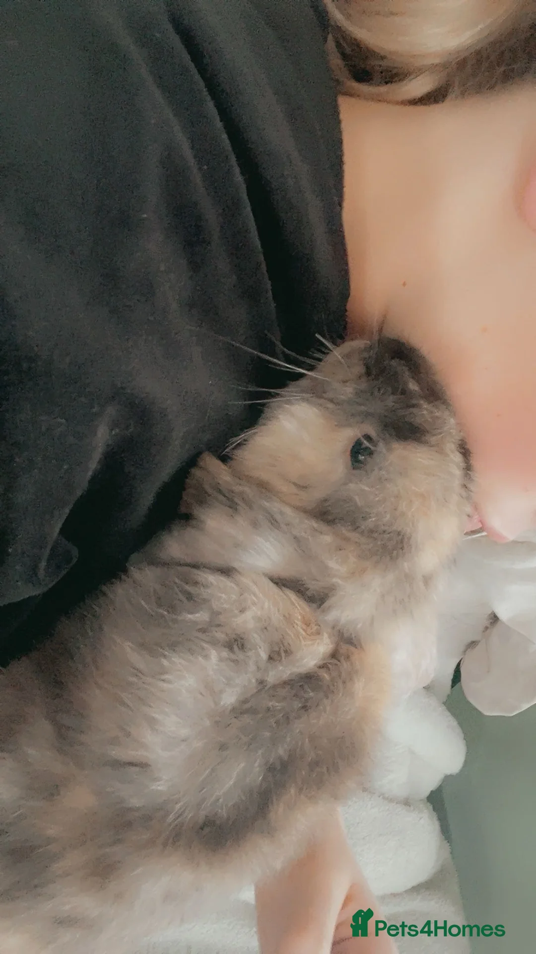 Harlequin rabbits for sale: 1 Year Old Lainey - Advert 4