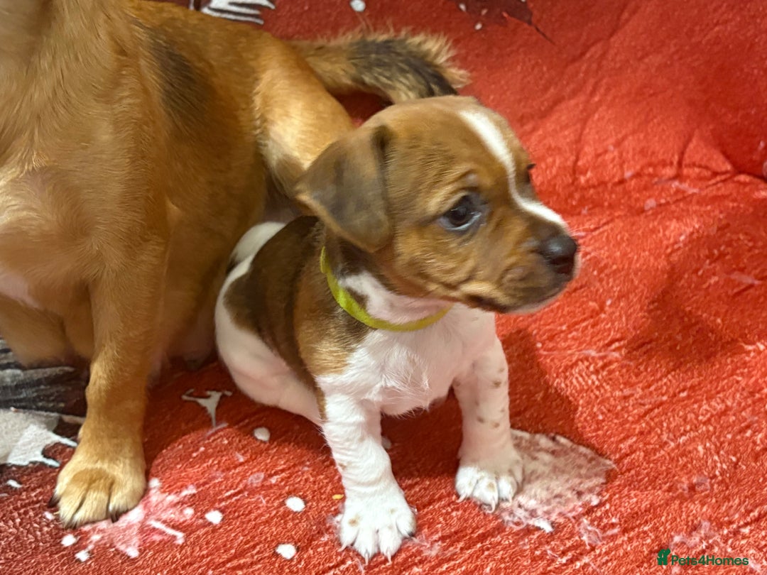 Jack Russell dogs for sale: 6 striking puppies  - Advert 2