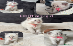 Ragdoll cats for sale: 6 beautiful PURE ragdolls - Image 9