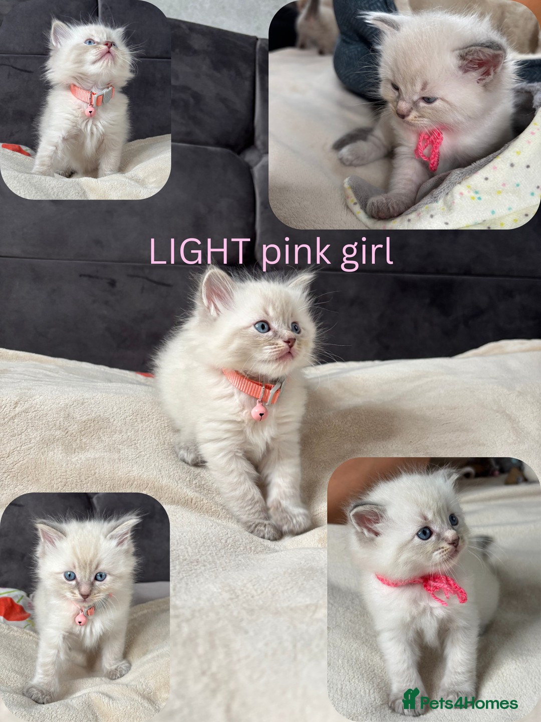 Ragdoll cats for sale: 6 beautiful PURE ragdolls - Image 9