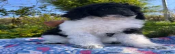 Standard Poodle dogs for sale: Standard poodle Fully vac Ready Now 1BOY LEFT  - Advert 5