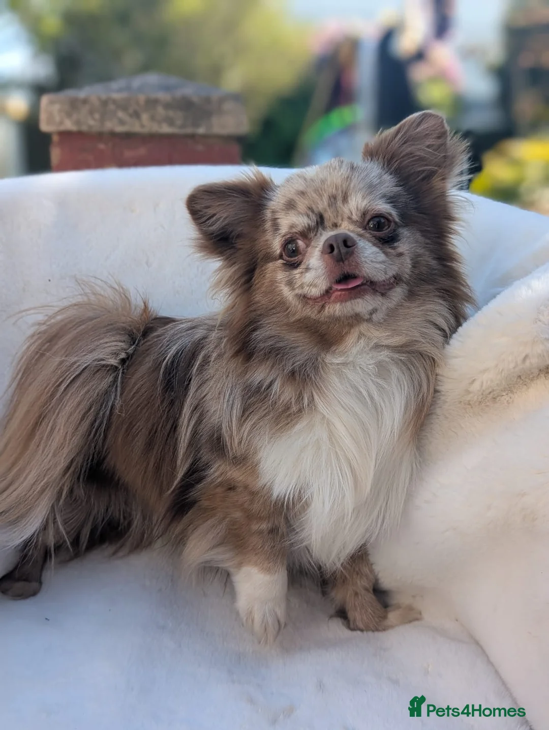 Chihuahua dogs for stud: Proven chi for stud  in Atherstone - Advert 2