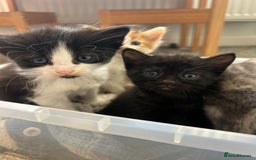 Ragdoll cats for sale: Beautiful kittens mixed colours - Image 3