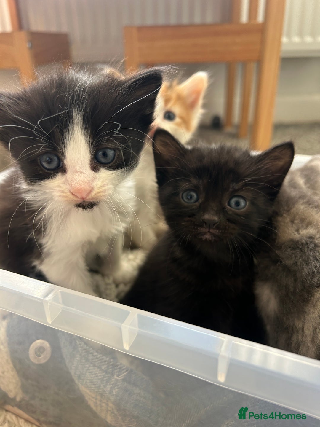 Ragdoll cats for sale: Beautiful kittens mixed colours - Image 3