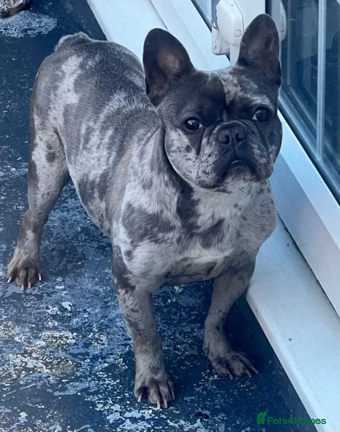French Bulldog dogs for sale: Pearl the French bulldog  - Advert 3
